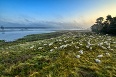 Ein verträumtes Bild vom Moor mit Nebel und Schafen