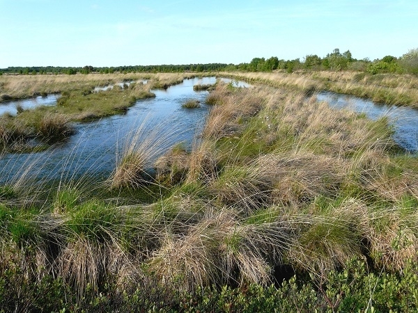 Moorlandschaften