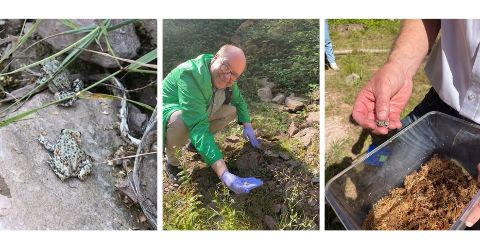 Es sind 3 Bilder zu sehen. Auf Bild 1 ist eine Geburtshelferkröte in Nahaufnahme auf einem Stein. Auf Bild 2 hält Minister Meyer eine Kröte in der Hand. Auf Bild drei ist eine Hand mit einer kleinen Kröte vor einem Behälter mit vielen Kröten.