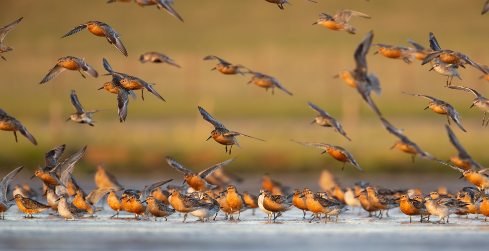 Auf dem Bild ist ein Schwarm Vögel zu sehen. Einige Vögel sind bereits gelandet, andere sind dabei zu landen. Die Stimmung des Bildes ist sehr schön, da die Sonne offenbar grad untergeht.